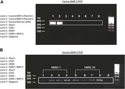 Canine Mesenchymal Stromal Cell-Mediated Bone Regeneration is Enhanced in the Presence of Sub-Therapeutic Concentrations of BMP-2 in a Murine Calvarial Defect Model